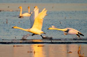 A Large Wave of Guests Arrive on the Banks of the Yellow River...