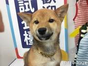 6 Key Factors for Pet Hair Loss: Veterinary Physician Xie Peijin Says: Non-Spotting Shedding Beware of Endocrine Disorders