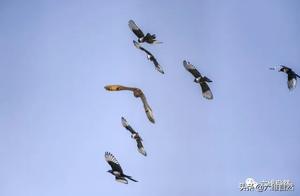 A Flock of Magpies Drives Away a Short-Eared Owl Over Silver City
