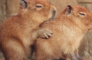 10 Human-Friendly Animals: Which Animals Are Friendly to Humans?