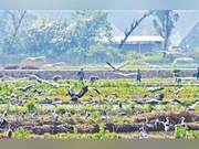 Migratory Birds' Dance and Harmonious Home