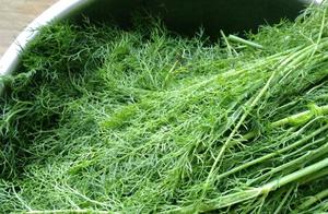 Eating This in Spring Promotes Digestion and Appetite