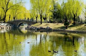 Loud Gaggling Continues, A 'Wild Duck Lake' Appears Outside the Second Ring Road in Beijing