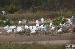 Yangjiang First Discovers 60 Globally Endangered Black-faced Spoonbills