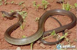 What Does a Vine Snake (Gray Rat Snake) Look Like? We Present High-Definition Images