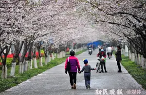 The Longest Cherry Blossom Path in Hu Shanghai Welcomes Visitors