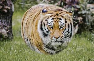 If All Animals on Earth ‘Became Balls’, Even Tigers Would Become Cute.