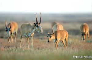 Sika Deer Surviving from the Ice Age to the Present