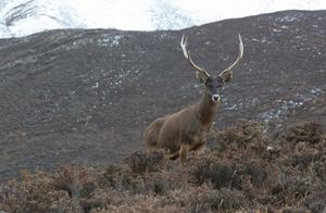 China's Unique Rare Animal – Tibetan God Deer, the ‘Masked’ Highland Spirit
