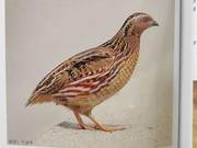 Birds of the Yellow River Delta – Japanese Quail