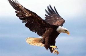 With a body resembling the Peregrine Falcon, often preying on lions, and still not discovered by humans to this day.