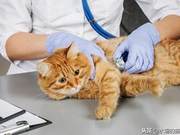 Cat Medical Bill Sharing, How Much Do Two Cats Cost to See a Doctor in a Year?