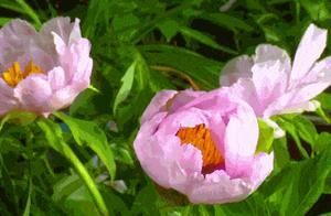 Season's Fragrance, Captivating Spring Colors, Eight Li Peonies in Full Bloom!