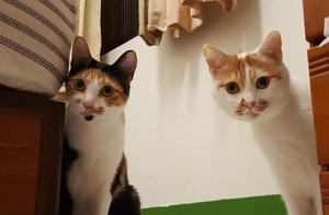 Buying Snacks Resulted in Adopting a Three-Colored Cat – It’s Getting Funnier and Funnier!