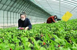 Picking Garden Opens to Welcome Guests
