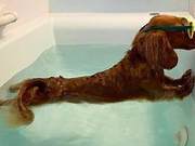 Dog Attempts Difficult Stunt to Avoid Bathing