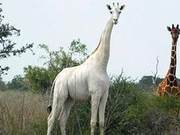 White Giraffe Mother and Calf Killed in Kenya; Only One Remains Globally