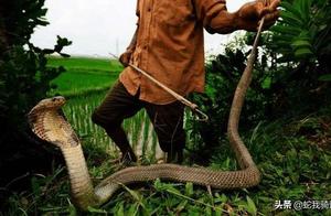 Many are the enemies of venomous snakes, but none can withstand snake catchers!