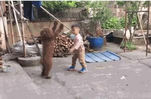 3-Year-Old Boy and Teddy Have a Squabble, Dog Gets Angry and Stands Up to Fight, Teddy: ‘He Started It’