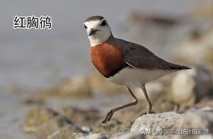 Currently, China Records 30 Species of the Stiltongoidea Family for Appreciation and Identification