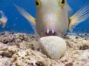 Don't Assume Fish Are Stupid: This Fishing Method Will Crush Your IQ