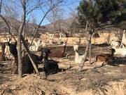 Alpacas Raised in Loess Hills of Shanxi Province – Free Admission