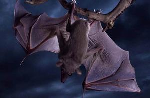Why Are Bats Mammals Instead of Birds?