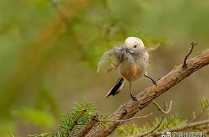 Jinzhou Spring Blooms and Birds Sing! Parks and Green Spaces Become Bird Paradise!