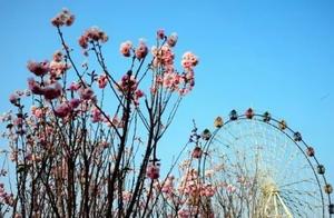 Cherry Blossom Viewing Map in Shenzhen (Spring)