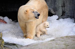 Baby Polar Bear from Denmark Takes Its First Steps Out of Den, Cuteness Overload!