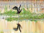 Whooper Swans Return to Dianchi Wetlands After 3 Years