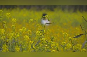 Taining: The Oilseed Rape Blossoms Bring the Beauties!