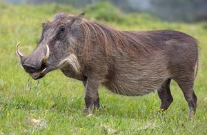 African Porcupine