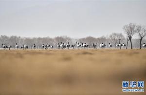 Lhasa, Tibet: Cranes Dance on the North Bank of the Yalong River