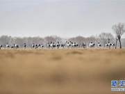 Lhasa, Tibet: Cranes Dance on the Northern Banks of the Yarlung Tsangpo