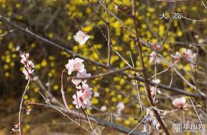 Weinan: Blossoms Bloom, Competing for Spring