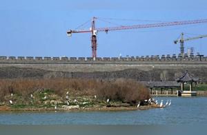 Illustrated | Shangqiu, Henan: White Egrets of the Ancient City