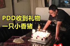 PDD's Raised Miniature Pig: Where Is It After 3 Years? The Answer Revealed, Fans Secretly Drool