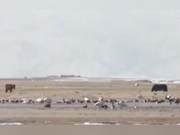 Large Numbers of Migrating Swans Arrive in Bayinqur Lake, Xinjiang