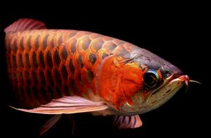 Psychology: What fish do you like best? Test to find out what good fortune you'll encounter in the first half of the year – super accurate!