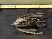 4.6-Million-Year-Old Bird Remains Found in Siberian Permafrost, Represents Common Ancestor of Modern Chaffinch