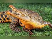Have you ever seen orange crocodiles? A cave crocodile in Africa independently evolved and large-mouthedly eats bats.