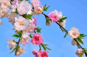 Ten Miles of Peach Blossoms, Skies Filled with Rainbows