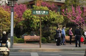Until Gaoxin Second Road? This 'Most Literary' Street is Now Fully in Bloom with Cherry Blossoms
