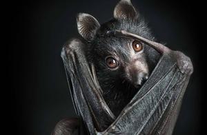 What is the Bat's Predatory Enemy? Ranked Fourth Among All Animals.