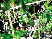Thousands of Birds Form 'Army' in Dingan Urban Area