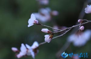 Ganzhou: After the Plague, Spring Returns – Peach Blossoms in Full Bloom