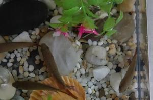 What to do with the deceased pet fish – should it be buried or eaten?