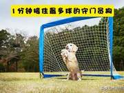 7 Guinness World Records Created by Animals