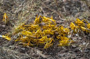 The massive locust swarm sweeping across East Africa could grow five times as much, triggering a 'disaster'